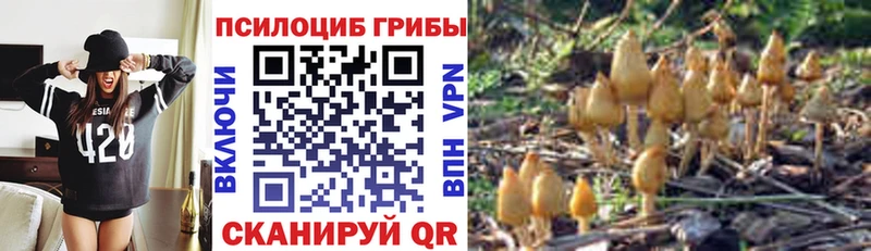 Галлюциногенные грибы Psilocybe  Дубна 